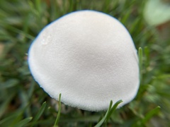Leucoagaricus leucothites