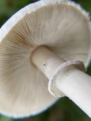 Leucoagaricus leucothites