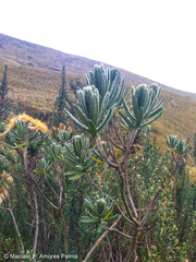 Linochilus rupestris