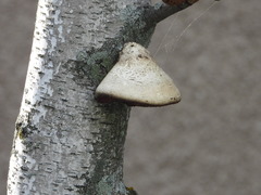 Fomitopsis betulina
