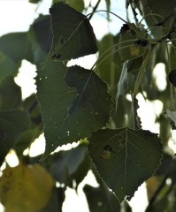 Populus deltoides