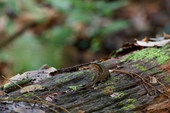 Eutropis rudis