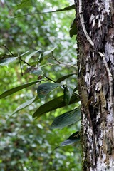 Gonocephalus bornensis