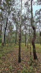 Eucalyptus moluccana