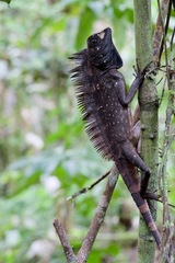 Gonocephalus bornensis