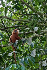 Presbytis rubicunda