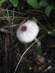 Lepiota flammeotincta
