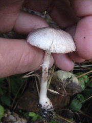 Lepiota flammeotincta