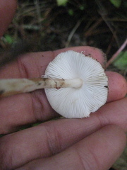 Lepiota flammeotincta