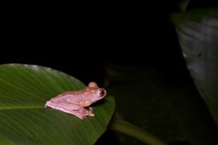 Rhacophorus pardalis