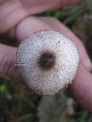 Lepiota flammeotincta