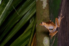Polypedates otilophus