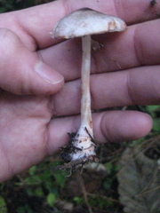 Lepiota flammeotincta