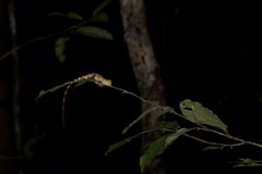 Gonocephalus bornensis