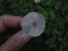 Mycena tenax