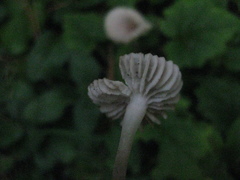 Mycena tenax