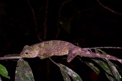 Gonocephalus bornensis