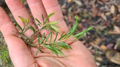Melaleuca bracteata