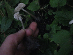 Mycena tenax