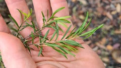 Melaleuca bracteata