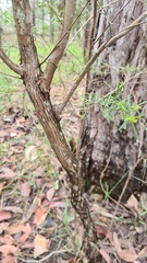 Melaleuca bracteata