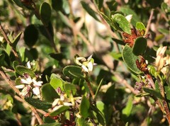 Dodonaea bursariifolia