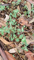 Chenopodium nutans