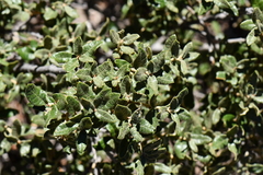 Quercus intricata