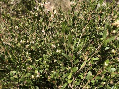 Dodonaea bursariifolia