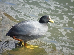 Fulica armillata