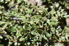 Quercus intricata