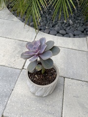Echeveria gibbiflora × potosina