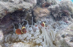 Amphiprion biaculeatus
