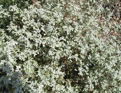 Tidestromia lanuginosa