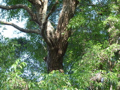 Ruprechtia laxiflora