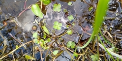Marsilea mollis