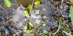 Marsilea mollis