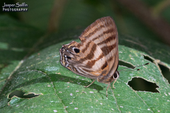 Euselasia thaumata