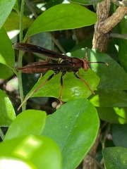 Polistes lanio