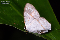 Euselasia archelaus