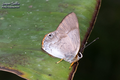 Euselasia eucrates