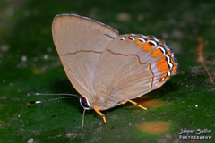 Euselasia pelor