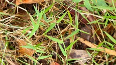 Ottochloa