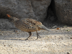 Callipepla douglasii