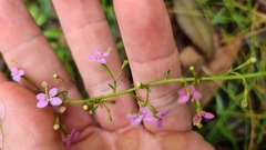 Stylidium debile