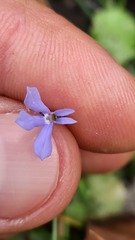 Lobelia quadrangularis