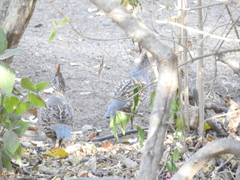 Callipepla douglasii