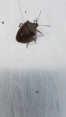 Euschistus variolarius