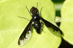 Anthrax argyropygus