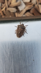 Euschistus variolarius